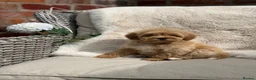 Mixed Breed dogs for sale: Exquisite litter of CAVAPOOCHONS ready now  - Advert 10