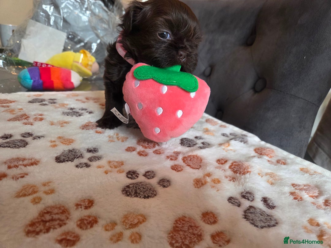 Shih Tzu dogs for stud: Shih Tzu For Stud - Advert 7