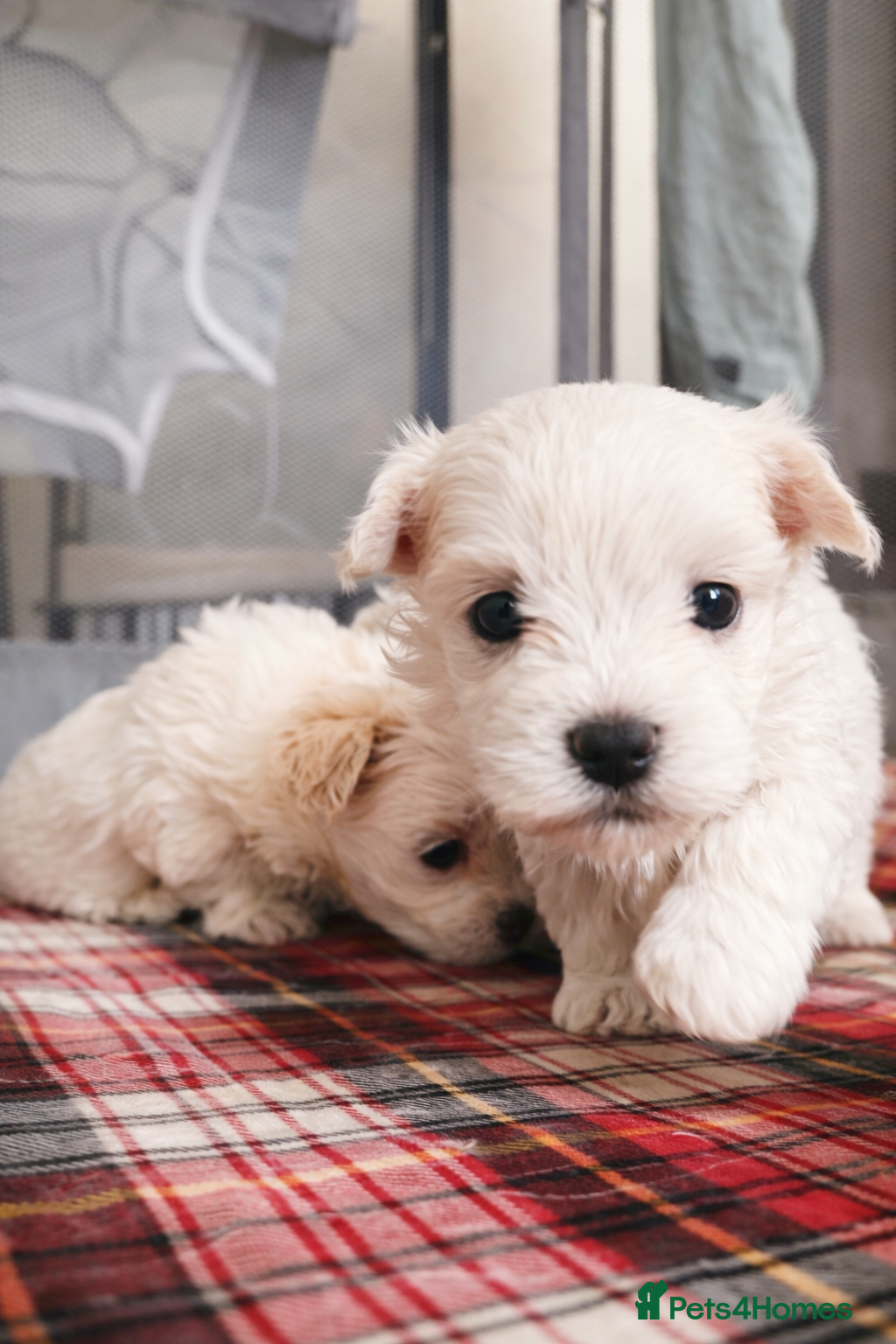 Maltese dogs Kc registered mini Maltese girls  - Advert 9