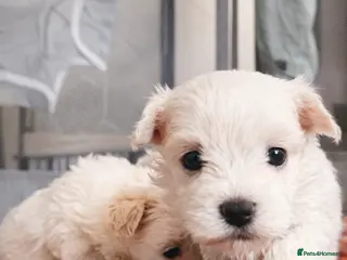 Maltese dogs Kc registered mini Maltese girls - Advert 9