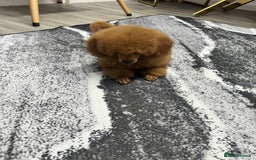 Miniature Poodle dogs for sale: KC Red miniature Poodle with excellent pedigree  - Image 7
