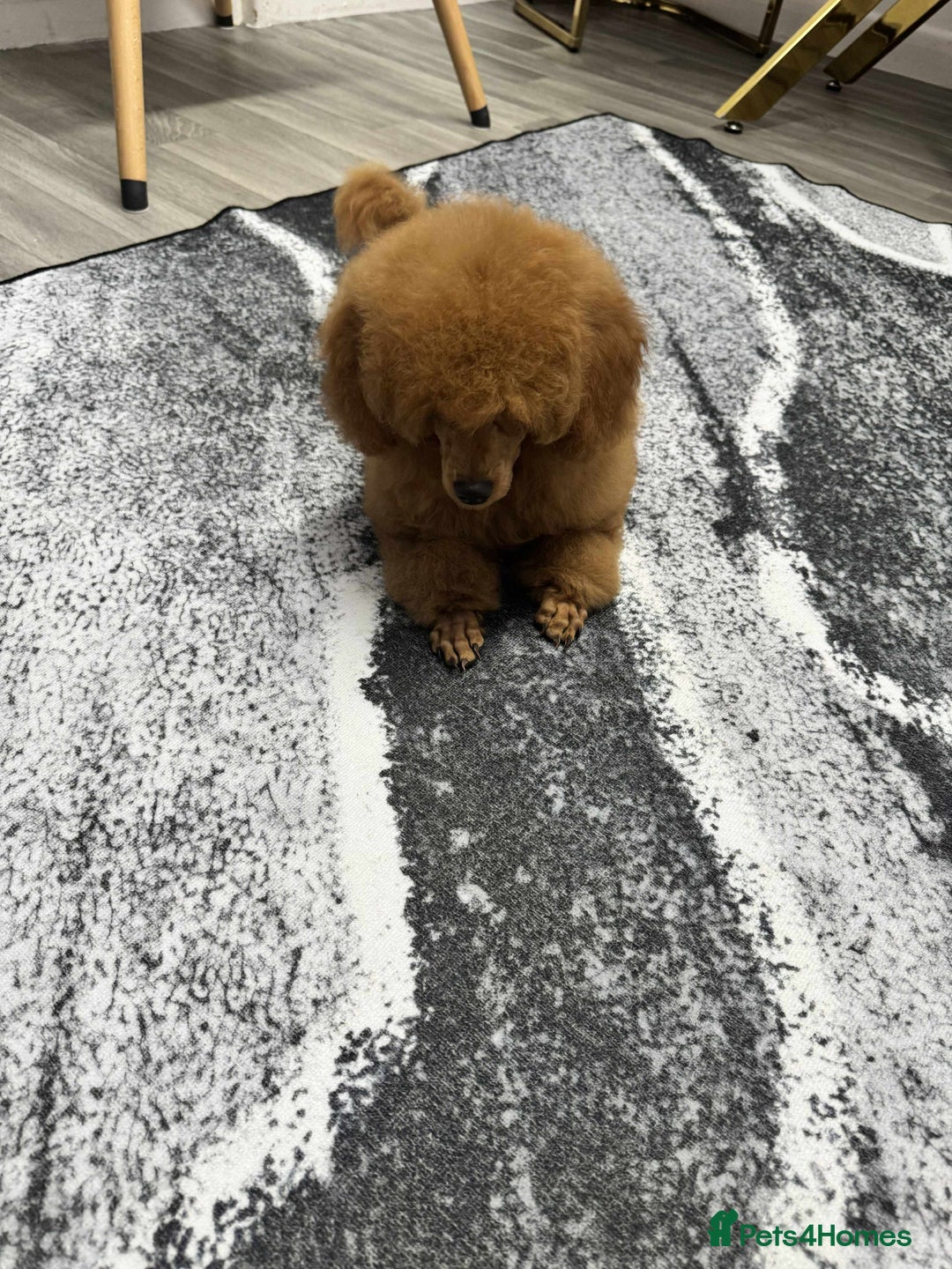 Miniature Poodle dogs for sale: KC Red miniature Poodle with excellent pedigree  - Image 7