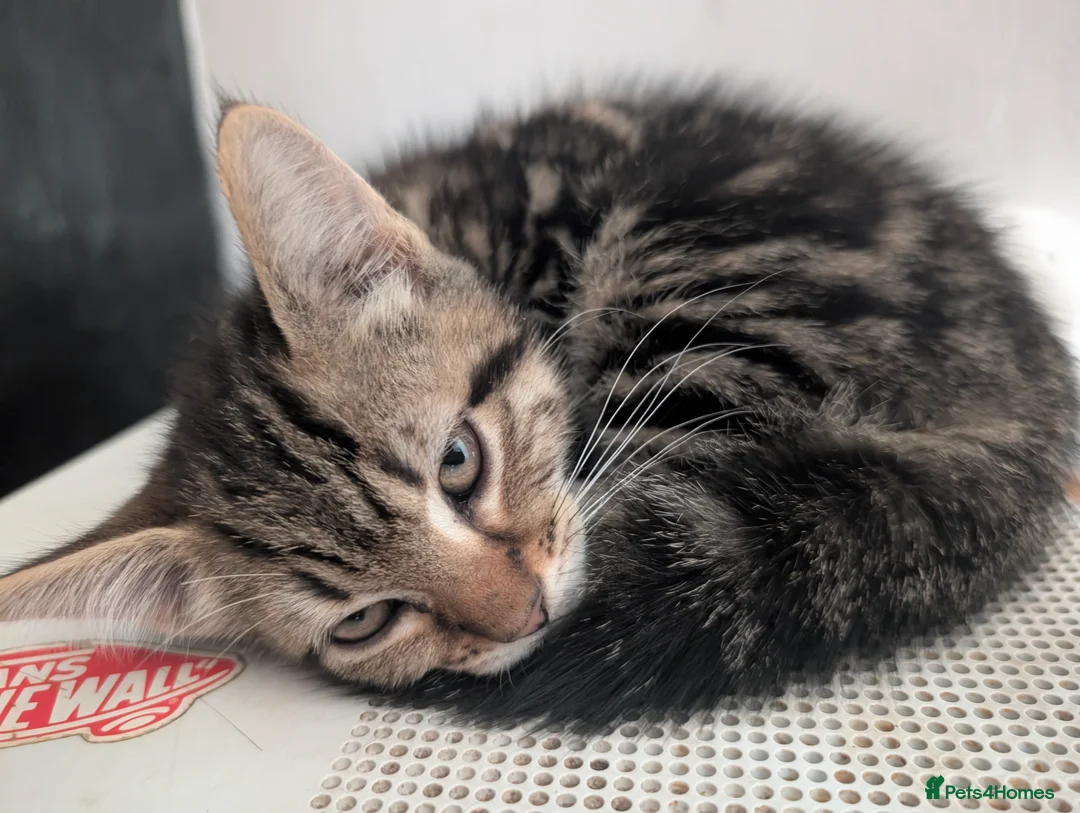 Mixed Breed cats for sale: 4 gorgeous boys  - Advert 2