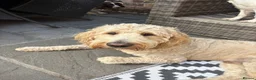 Mixed Breed dogs for stud: Standard F1 Goldendoodle for stud in Preston - Advert 9