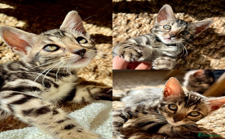 Bengal cats - Advert 4