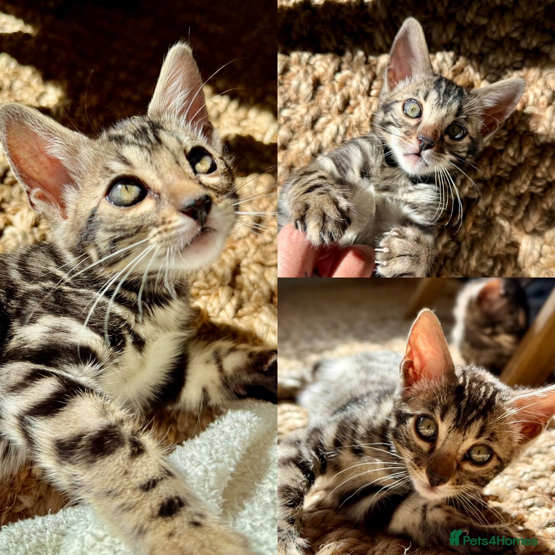 Bengal cats for sale: Stunning Glittered Pedigree Bengal Female TICA reg - Image 1