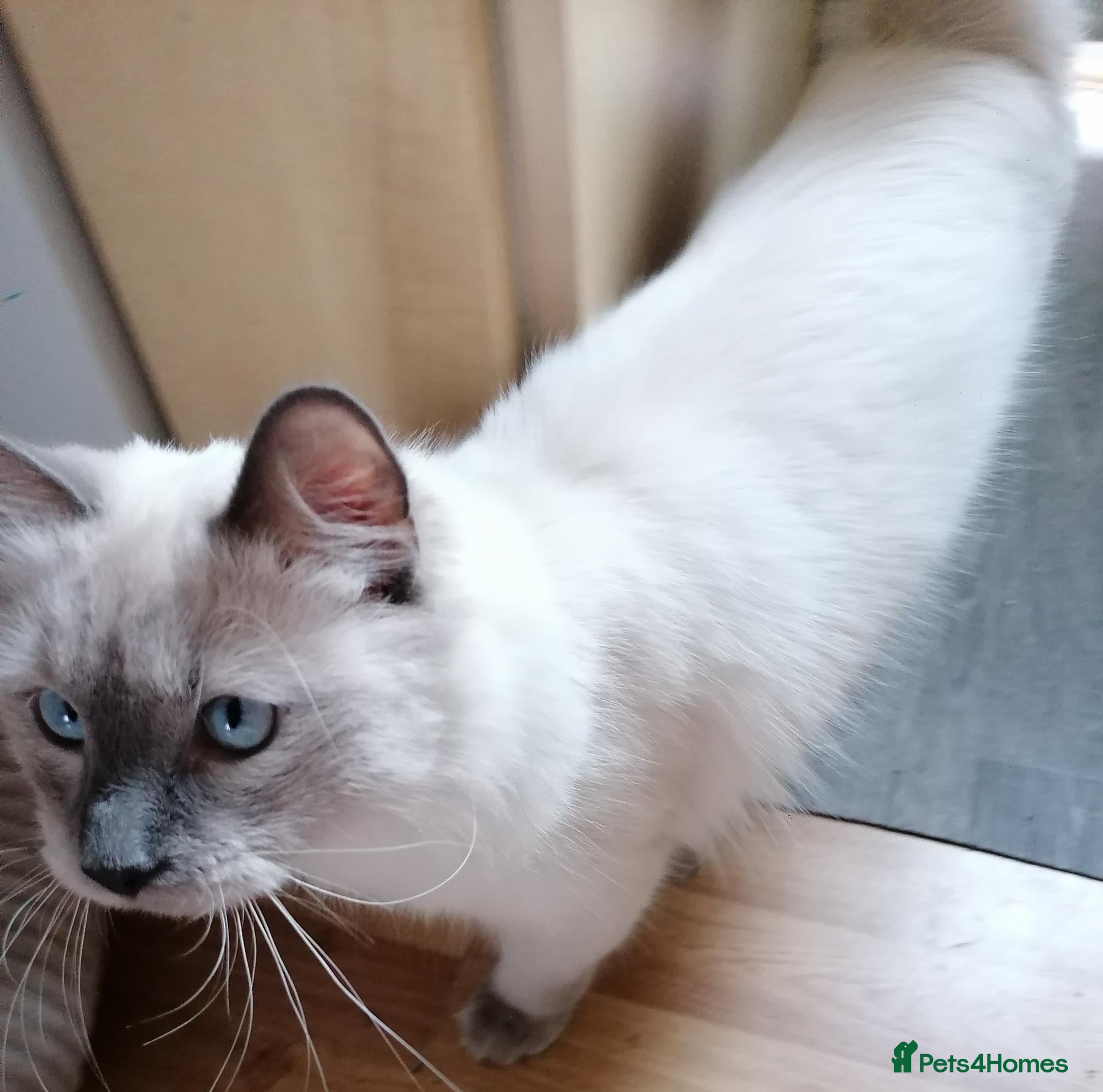Mixed Breed cats 2 Ragdoll x brothers - Advert 9