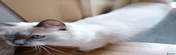 Mixed Breed cats for sale: 2 Ragdoll x brothers - Advert 1