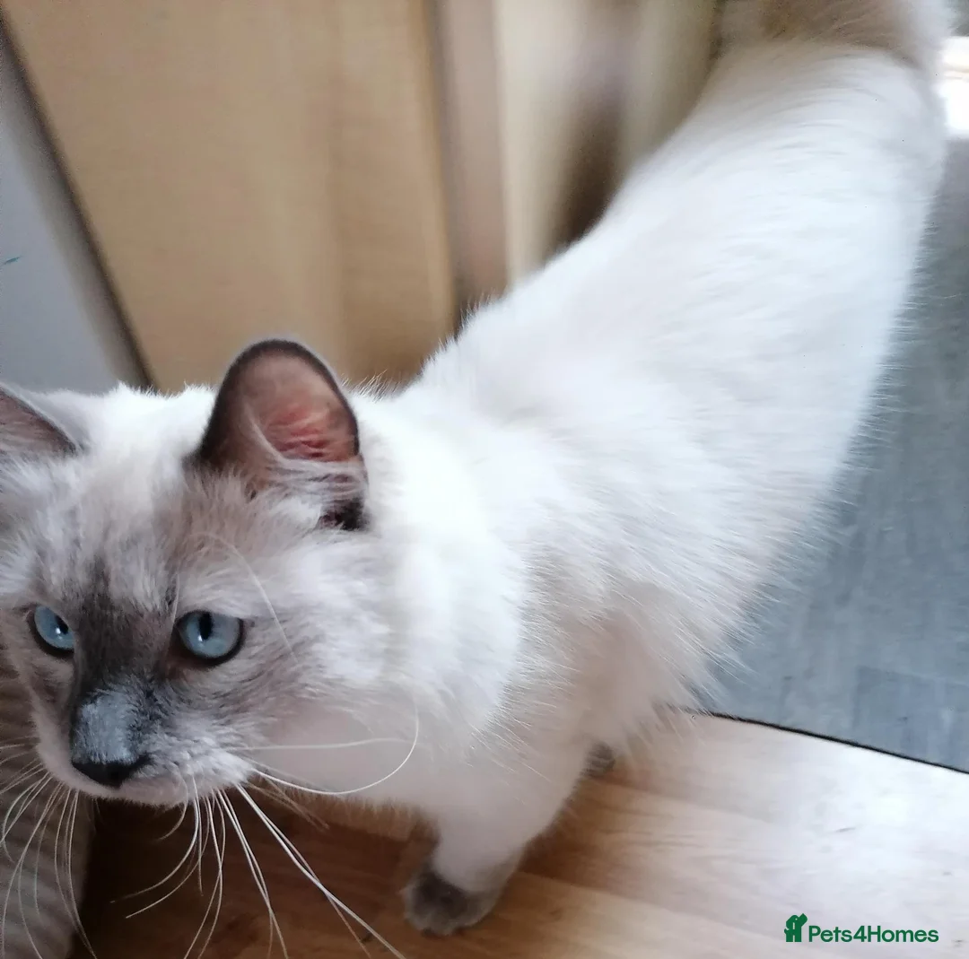 Mixed Breed cats for sale: 2 Ragdoll x brothers - Advert 1