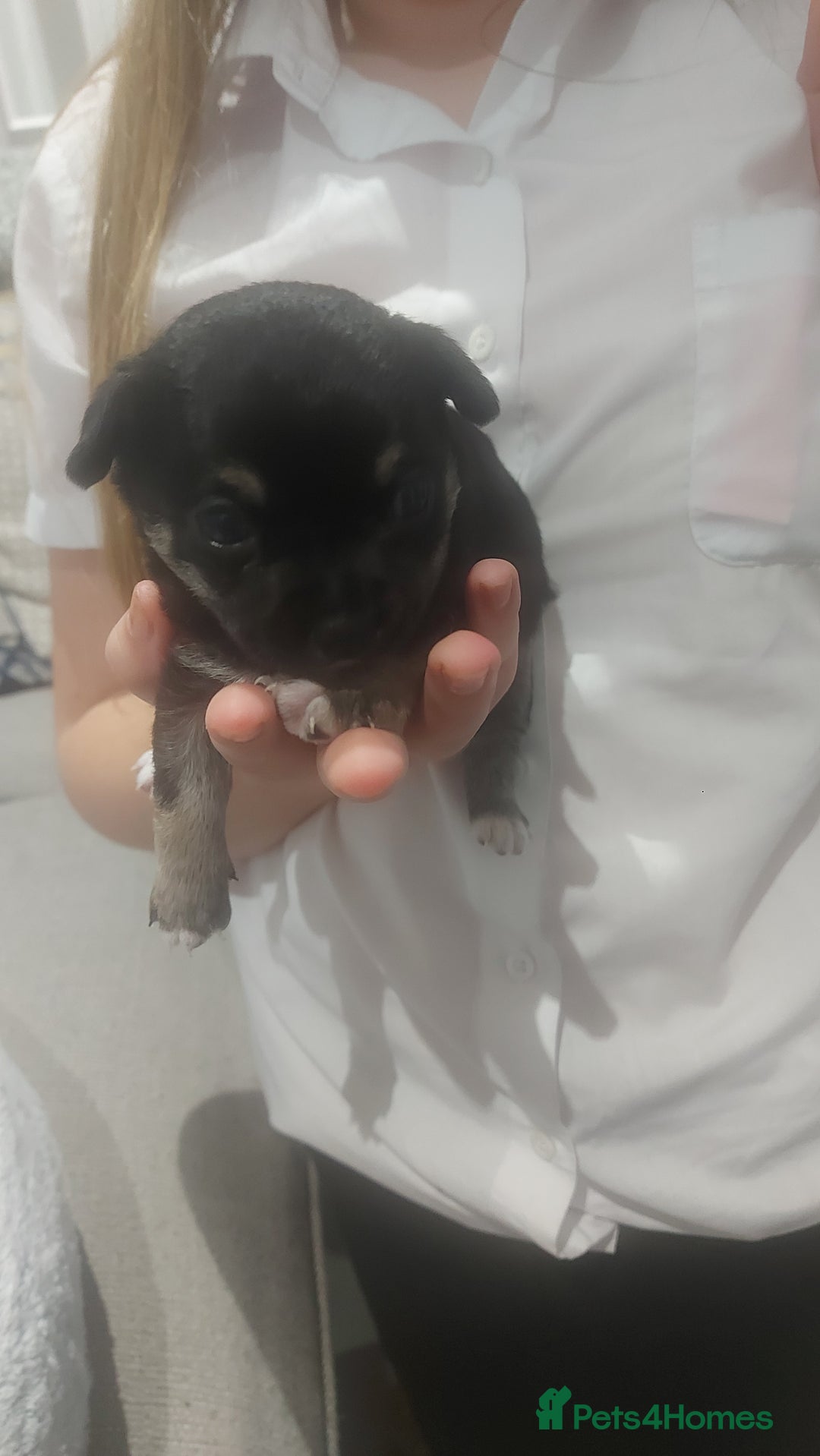 Chihuahua dogs for sale: Chihuahua  - Image 4