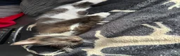 Mixed Breed cats for sale: Beautiful Black/Dark Brown Tabby Girl - Advert 6