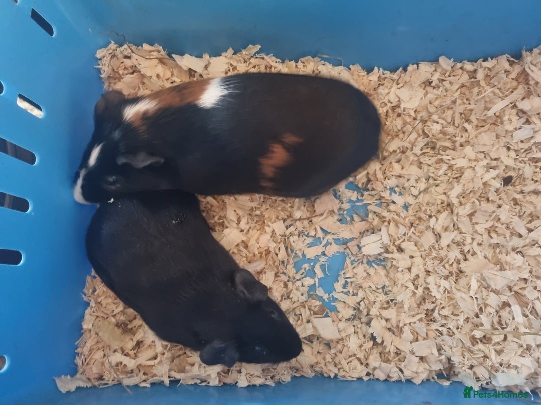 Guinea Pig rodents for sale: Pair of Male Guinea Pigs  - Image 14