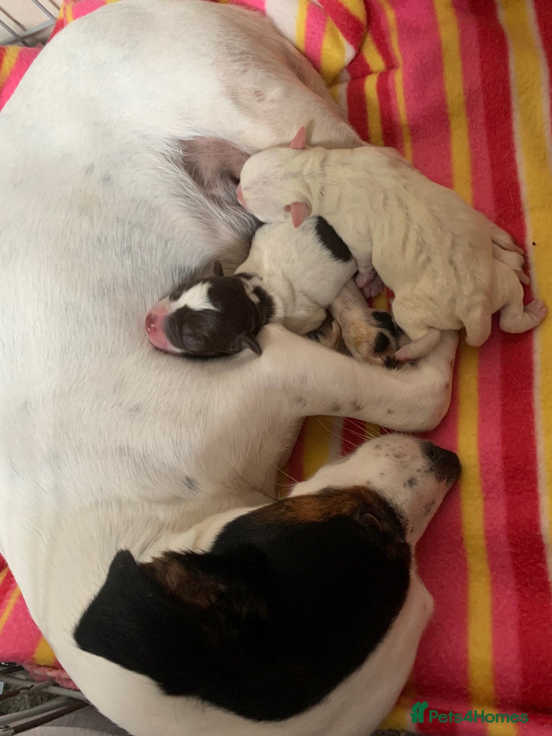 Jack Russell dogs for sale: Jack Russel  - Advert 10