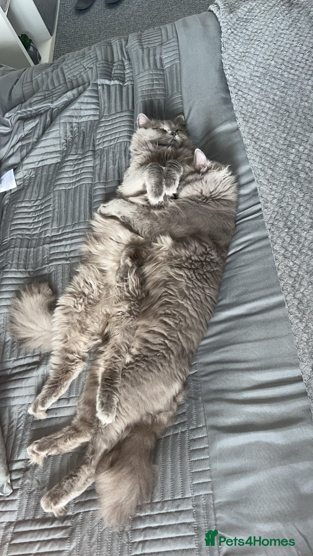 British Longhair cats for sale: Two male British Longhairs (Siblings) - Advert 5