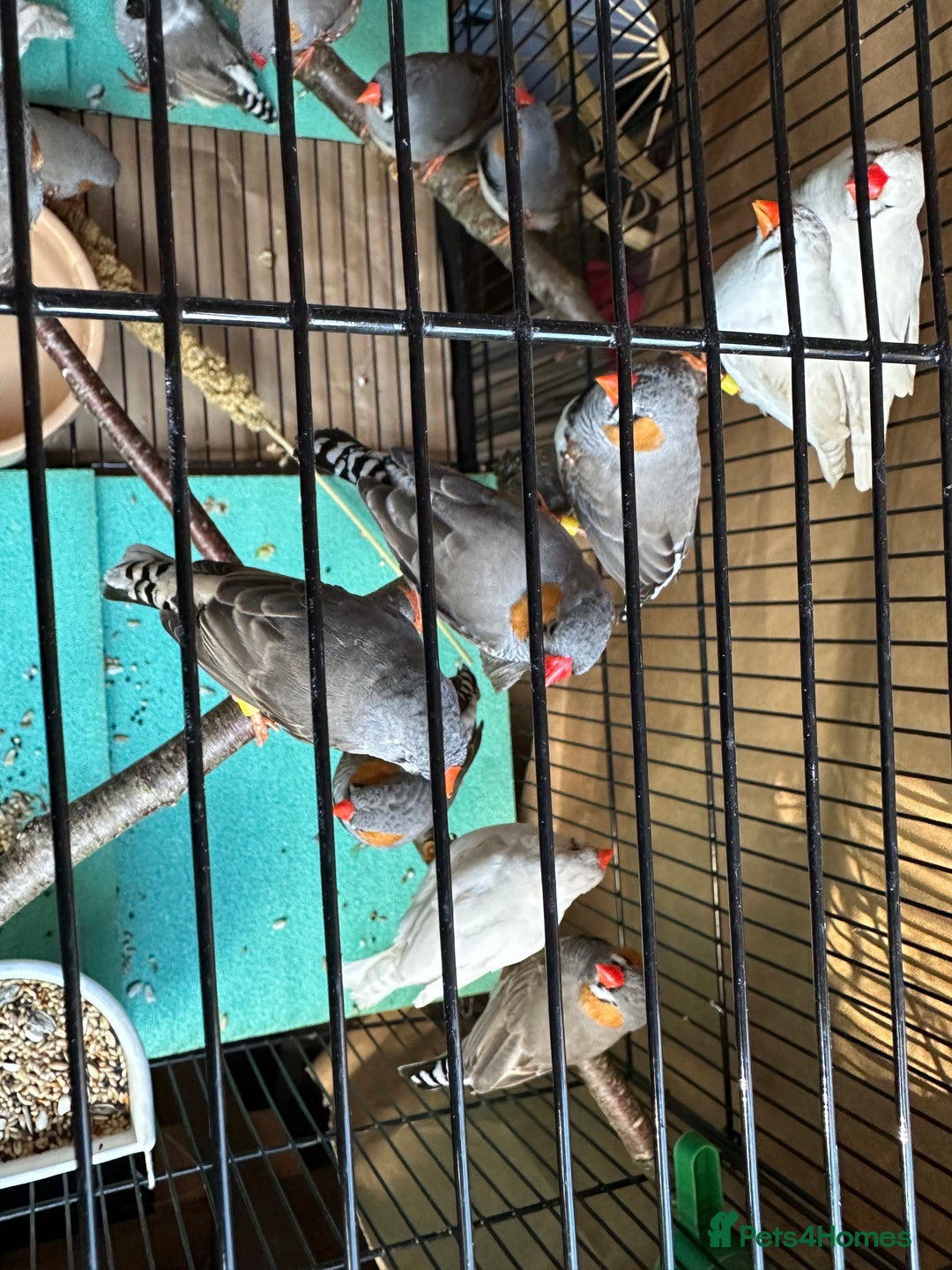 Finches birds for sale: Zebra Finches- born 2025 - Image 7