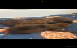 Belgian Shepherd Dog dogs for sale: Working line malinois - Image 11