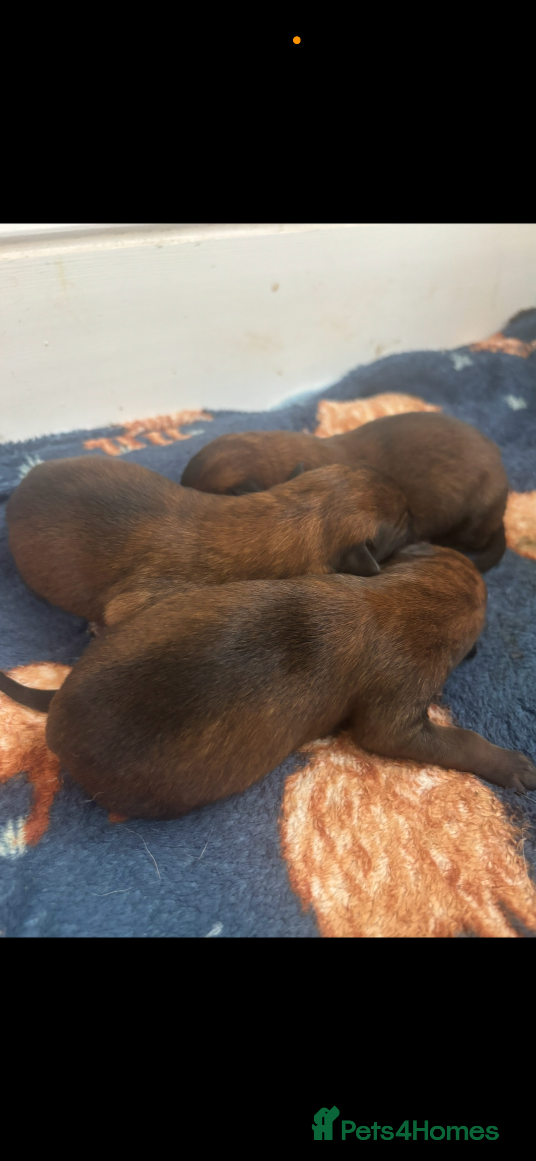 Belgian Shepherd Dog dogs for sale: Working line malinois - Image 11