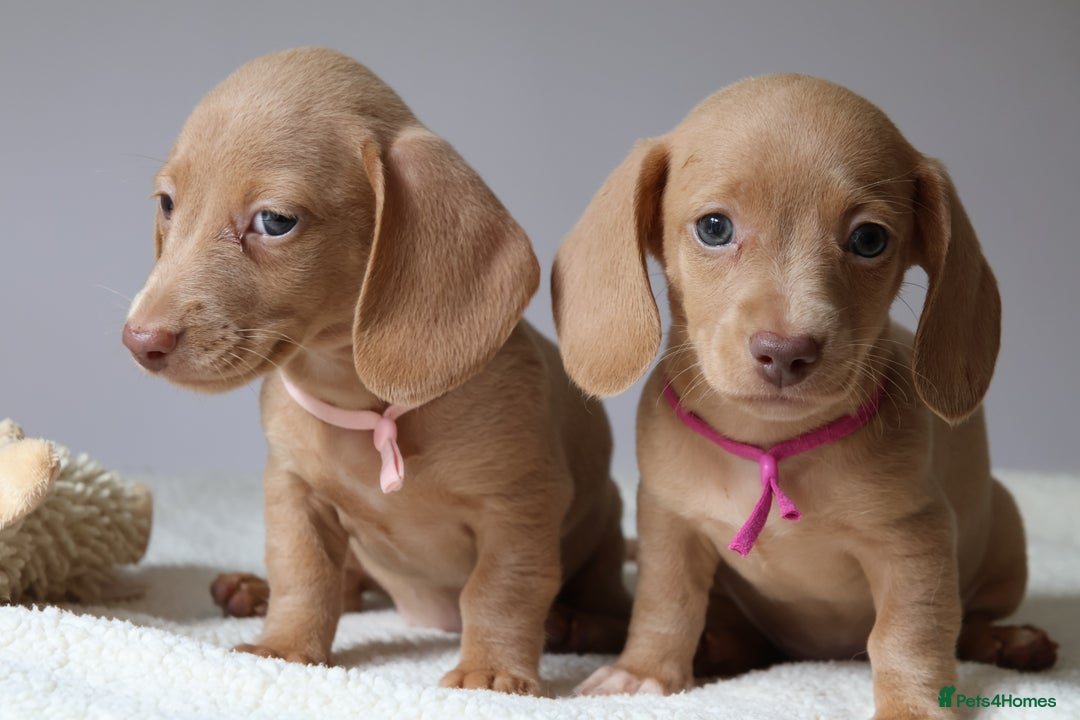 Miniature Dachshund dogs for sale: 🌟5StarsLicense+Holistic+KC+VetCheck+PRAClear - Image 35