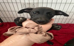 Mixed Breed dogs for sale: Lurcher puppies  - Image 1
