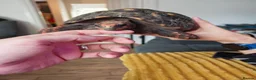 Tortoise reptiles for sale: Redfoot tortoise (cherry head)  in Craigavon - Advert 1