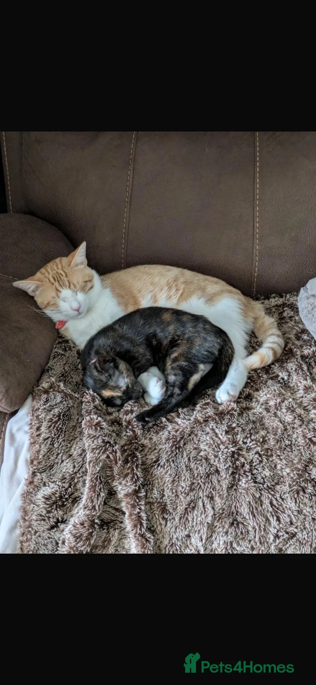 Mixed Breed cats for sale: Tortie 9 month old cat for sale to a loving home - Advert 3