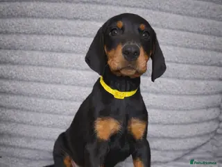 Dobermann dogs Top KC Registered Doberman Pups! 🩷2 Girls Left!🩷 - Advert 1
