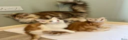 Maine Coon cats for sale: GCCF pedigree Male Maine Coon kittens  - Advert 11