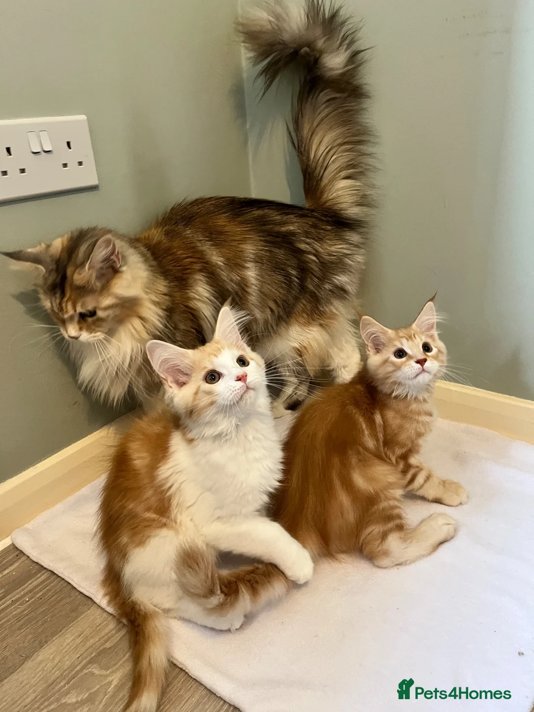 Maine Coon cats for sale: GCCF pedigree Male Maine Coon kittens  - Advert 11