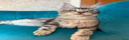 Maine Coon cats for sale: TICA Pedigree Registered Maine Coon Kittens - Advert 33