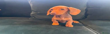 Dachshund 2
