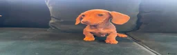 Dachshund dogs for sale: Dachshund puppies  in Llanelli - Advert 8