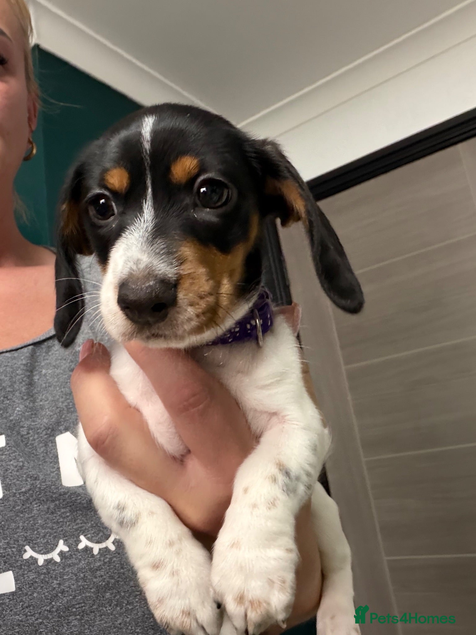Miniature Dachshund dogs Ready now-4cute piebald miniature dachshund girls - Advert 2