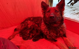 German Shepherd dogs for sale: Germany 🇩🇪 shepherd puppies dogs 🐕 big boned - Image 11