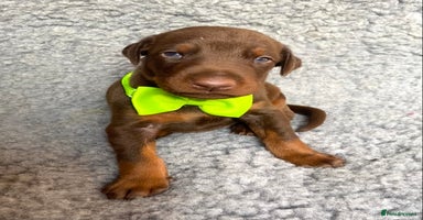 Dobermann dogs - Advert 10