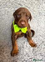 Dobermann dogs - Advert 1