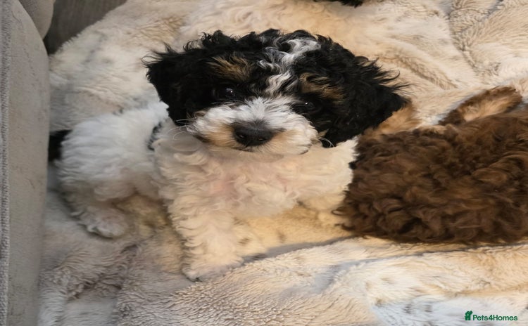 Cavapoo dogs - Advert 9