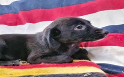 Springador dogs for sale: Springador puppies ready for their new homes - Advert 7