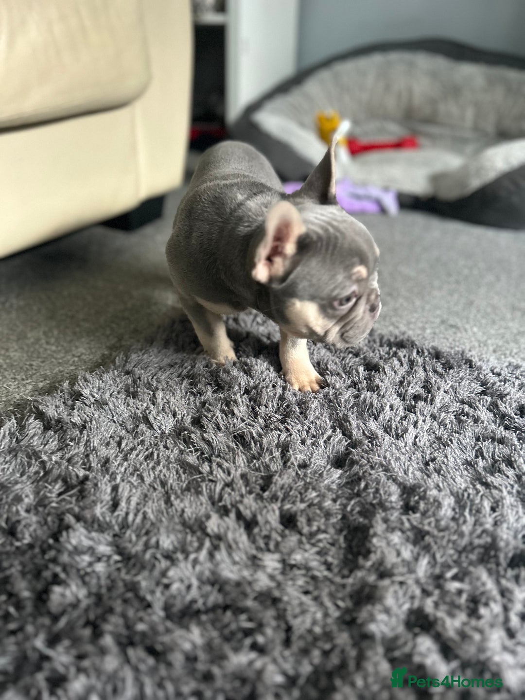 French Bulldog dogs for sale: *READY TO LEAVE* stunning lilac/tan girl frenchie - Image 6