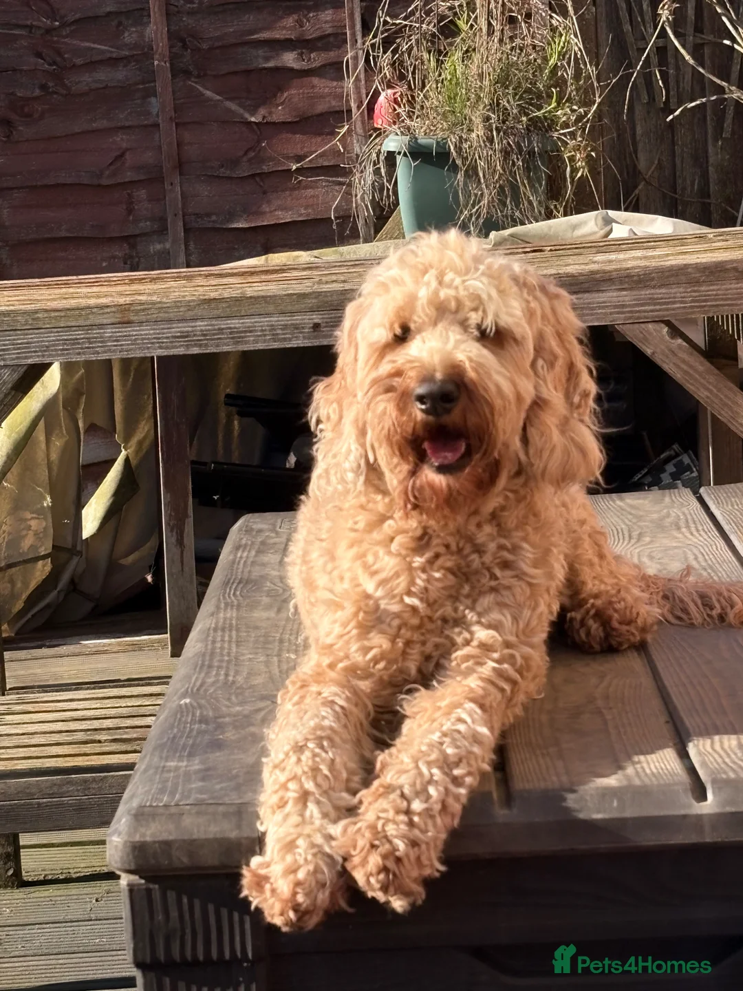 Mini Goldendoodle dogs for sale: 🌟Gorgeous Mini Goldendoodles🌟 - Advert 2