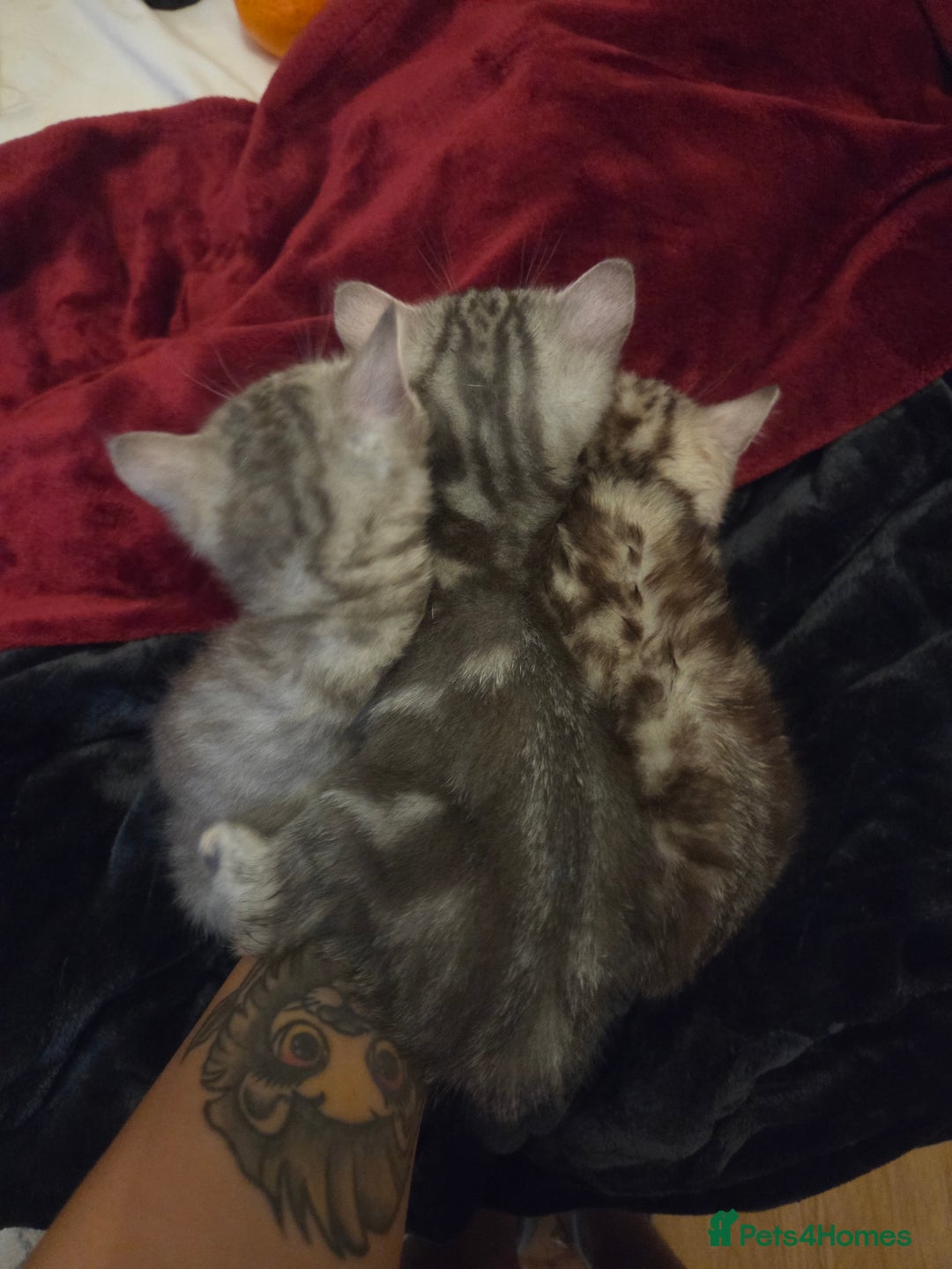 British Shorthair cats for sale: Kittens bsh ready to go - Advert 3