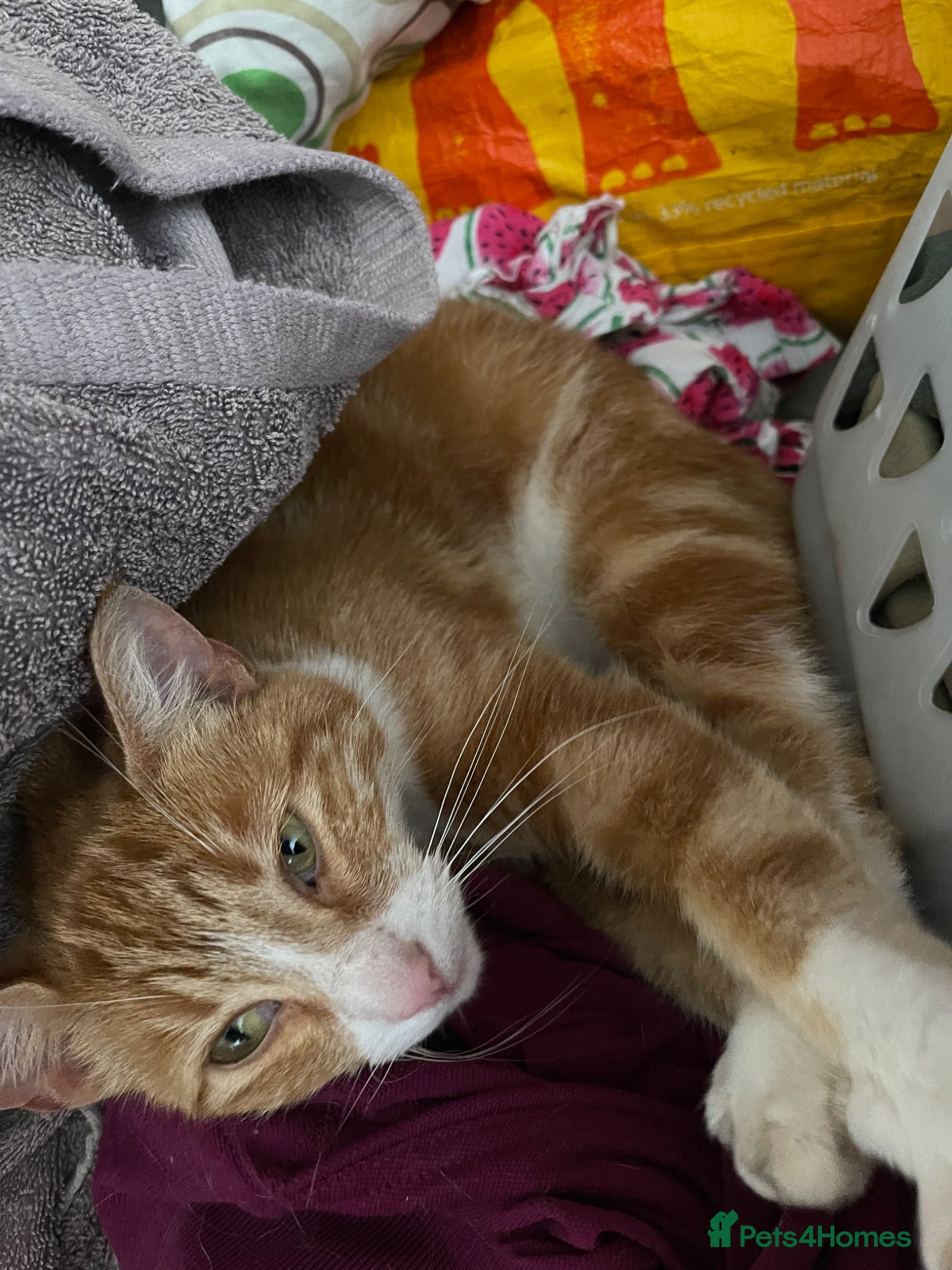 Mixed Breed cats for sale: Rehoming 2 cats  - Advert 2