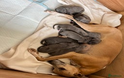 Whippet dogs for sale: Stunning Blue Whippet, white flecks  - Image 3