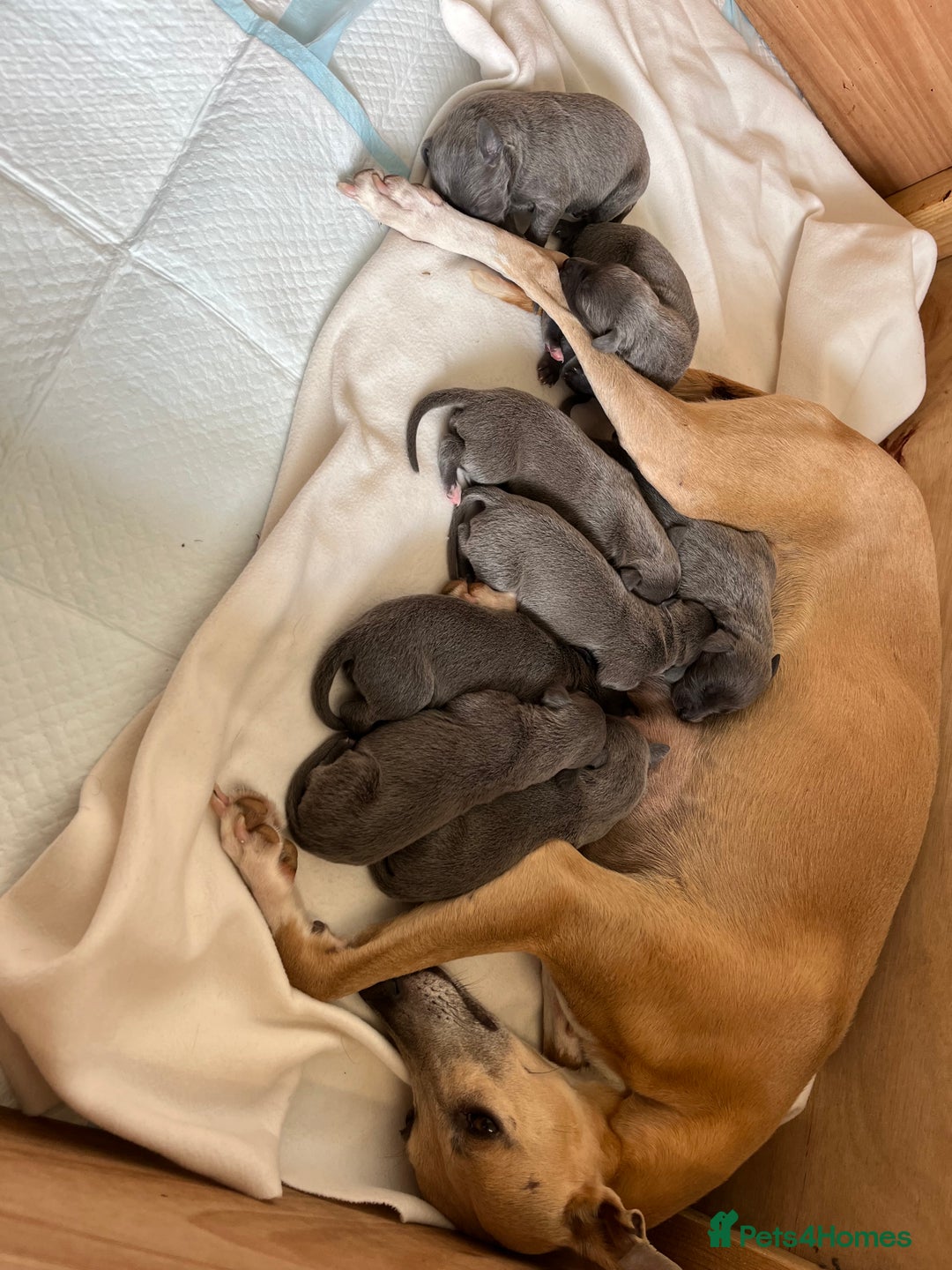 Whippet dogs for sale: Stunning Blue Whippet, white flecks  - Image 3