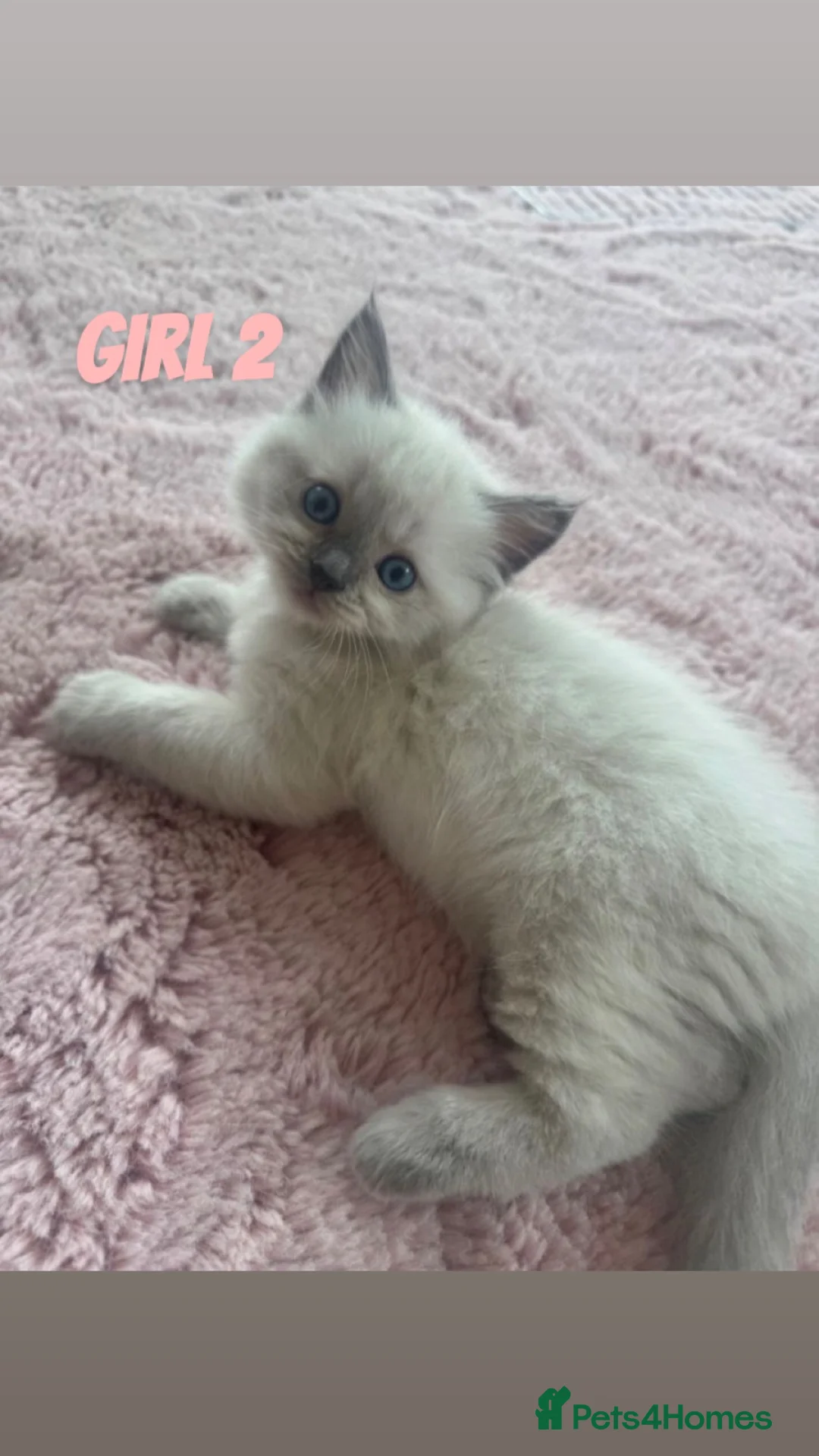 Ragdoll cats for sale: Stunning Ragdoll Kittens - Ready in 1 week 🐾🐈 - Advert 2