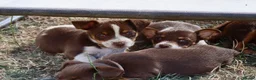 Jack Russell dogs for sale: Mini Jack Russel Terriers - Advert 22