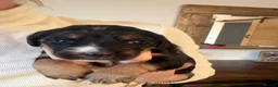 Cocker Spaniel dogs for sale: Cocker spaniel puppies  - Advert 4
