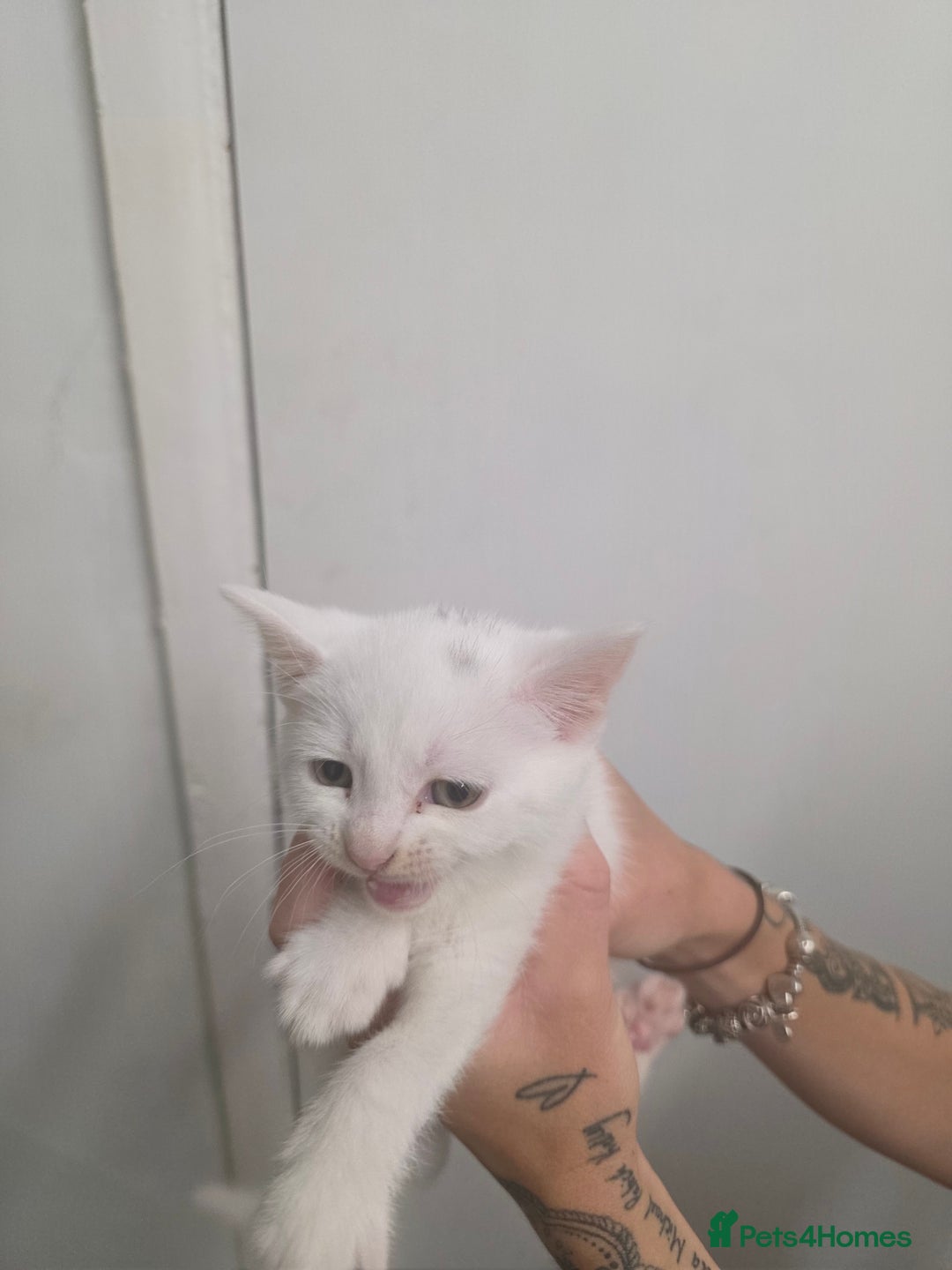 Turkish Angora cats for sale: Turkish angora kittens - Image 14