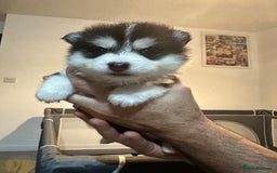 Pomsky dogs for sale: F4 beautiful puppy pomskie blue eyes - Image 28