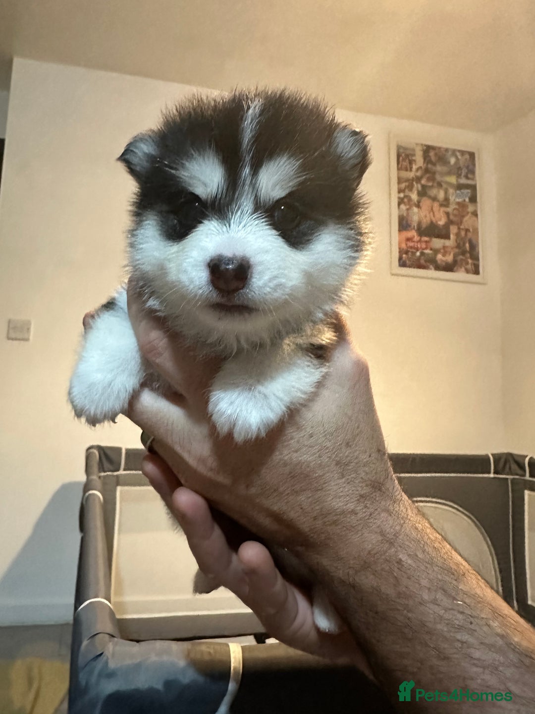 Pomsky dogs for sale: F4 beautiful puppy pomskie blue eyes - Image 28
