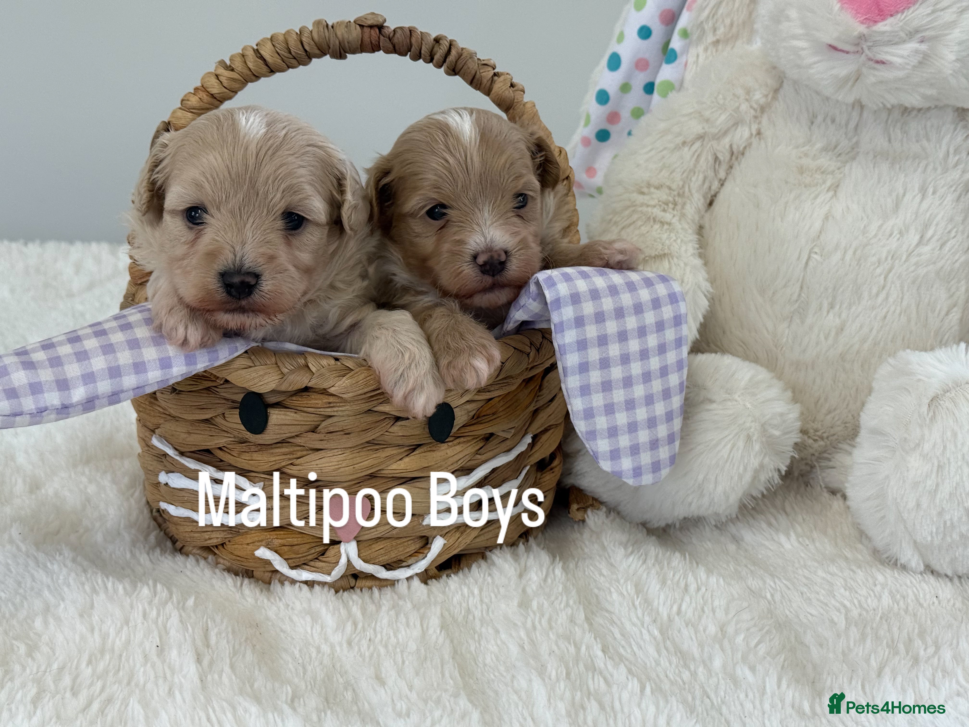 Maltipoo dogs Teddy Bear F1 Maltipoo - Advert 1